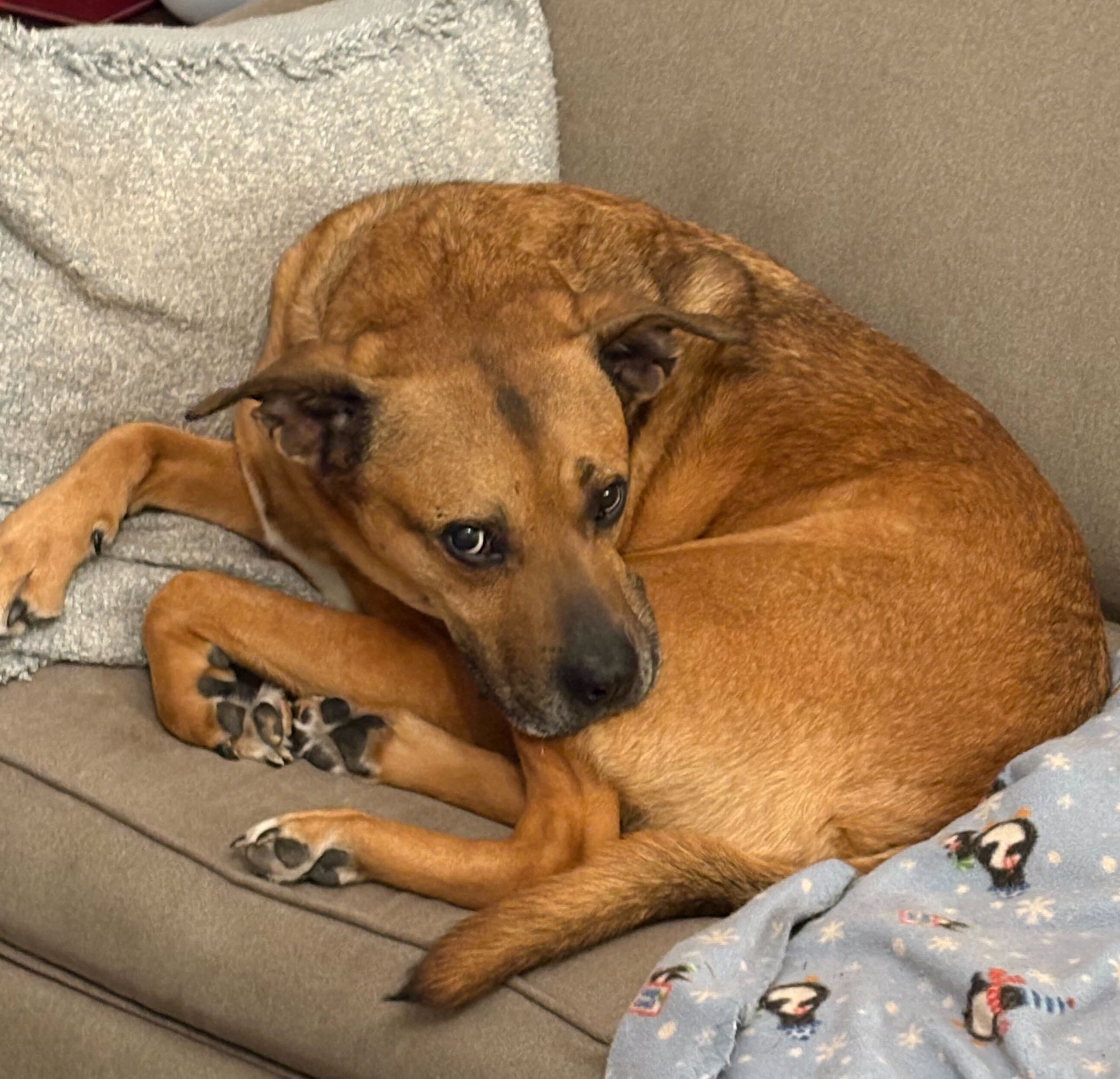 Bandit, Sean McMinn's rescue dog